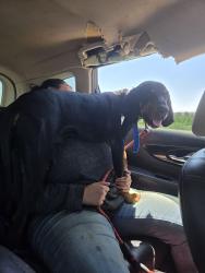 Found/Stray Male Dog last seen Near highwat, Modesto, CA 95354