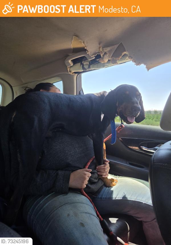 Found/Stray Male Dog last seen Near highwat, Modesto, CA 95354