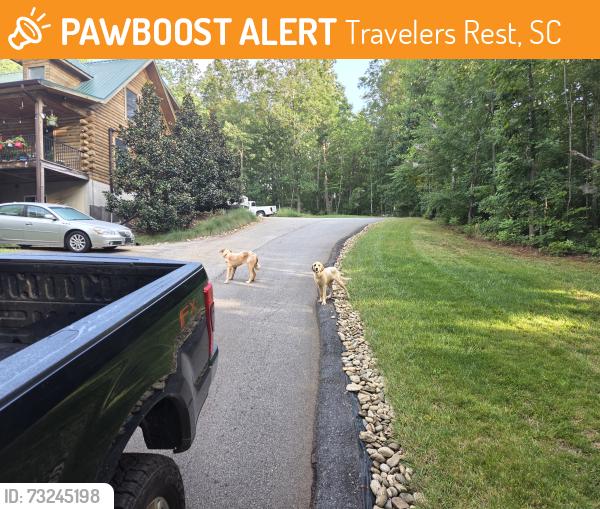 Found/Stray Unknown Dog last seen Belvue and benson road, 29690, Travelers Rest, SC 29690