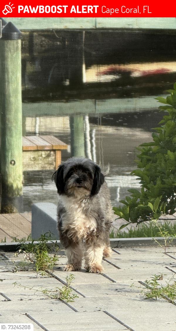 Lost Female Dog last seen 27th St, Cape Coral, Cape Coral, FL 33904