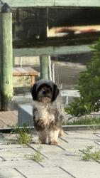Lost Female Dog last seen 27th St, Cape Coral, Cape Coral, FL 33904