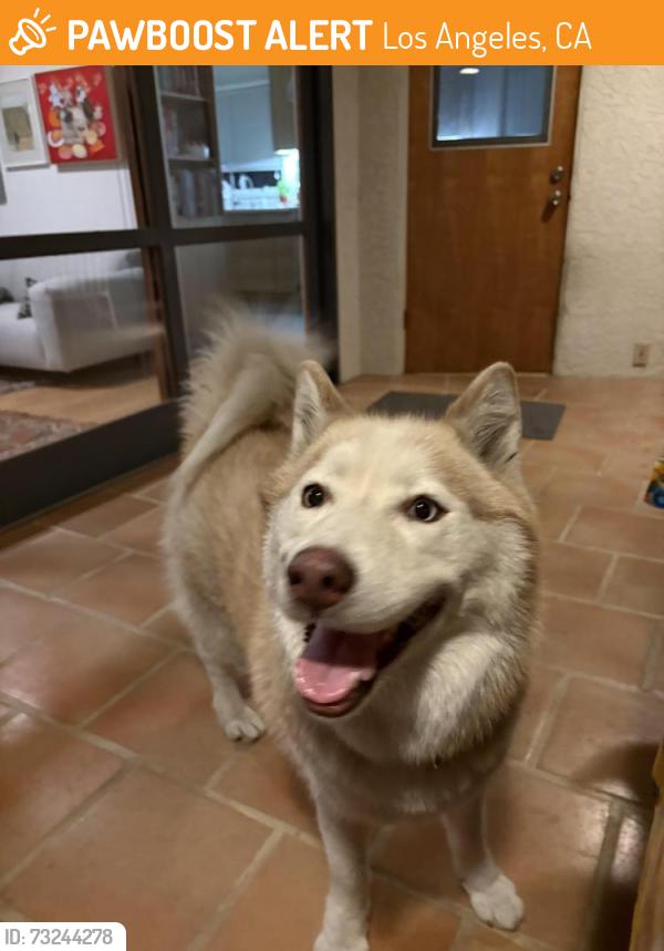Found/Stray Female Dog last seen Sprouts, Eagle Rock, Los Angeles, Los Angeles, CA 90041