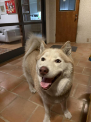 Found/Stray Female Dog last seen Sprouts, Eagle Rock, Los Angeles, Los Angeles, CA 90041