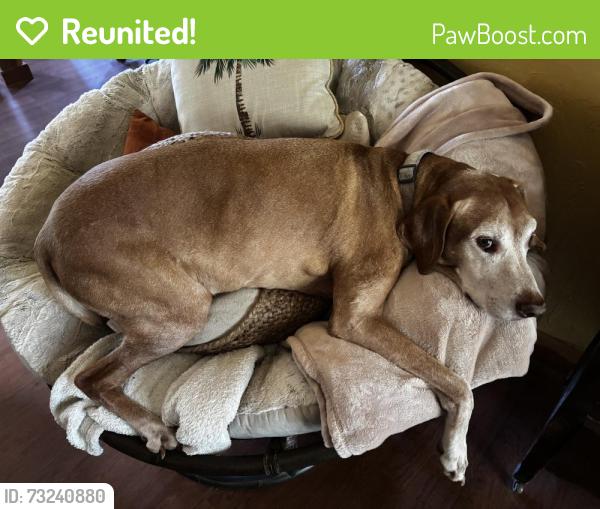 Reunited Male Dog last seen US 175 and loop towards Palestine, Athens, TX 75752