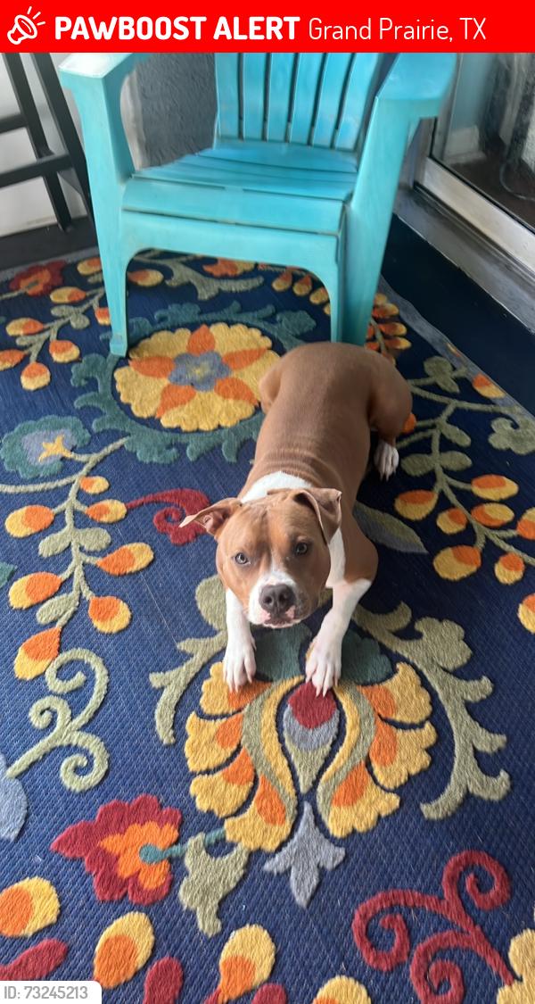 Lost Male Dog last seen Bandera & S Grand Peninsula, Grand Prairie, TX 75054