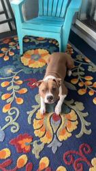 Lost Male Dog last seen Bandera & S Grand Peninsula, Grand Prairie, TX 75054