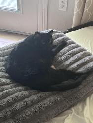 Reunited Male Cat last seen Spring Creek and Pleasant Valley, Plano, TX 75023