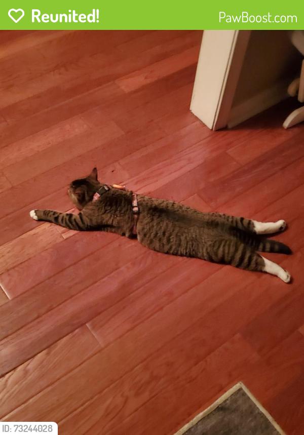 Reunited Female Cat last seen Summitt Blvd., Pensacola, FL 32504