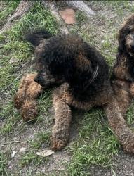 Lost Male Dog last seen Dale supermarket, Dale, TX 78616