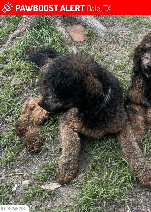Lost Male Dog last seen Dale supermarket, Dale, TX 78616