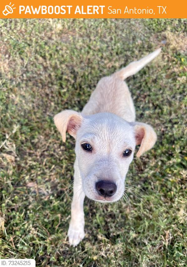 Found/Stray Female Dog last seen Casa del sol apmts, San Antonio, TX 78229