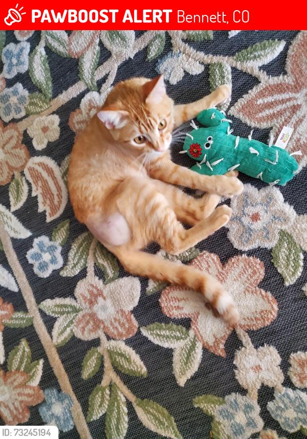 Lost Male Cat last seen 4th and Washington by the fire office, Bennett, CO 80102