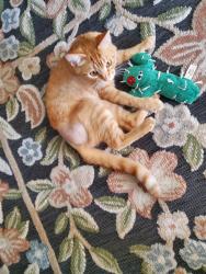 Lost Male Cat last seen 4th and Washington by the fire office, Bennett, CO 80102
