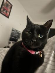Lost Female Cat last seen Albemarle Road, near the Sloane hosp, Greater London, England BR3 5HT