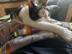 Reunited Female Cat last seen Longfellow and Pittsburg, Spokane, WA 99207