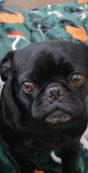 Lost Male Dog last seen Lindo dr mesquite tx, Mesquite, TX 75149