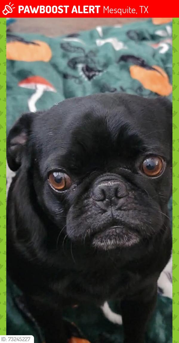 Lost Male Dog last seen Lindo dr mesquite tx, Mesquite, TX 75149