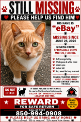 Lost Male Cat last seen Parkway Dr, Hamilton Bridge Rd, Milton, FL 32570