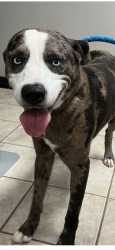 Reunited Male Dog last seen By McDonald fm 78 and Williams paschall elementary, San Antonio, TX 78244