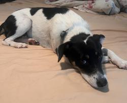 Found/Stray Female Dog last seen AB Tech Candler, Asheville, NC 28806