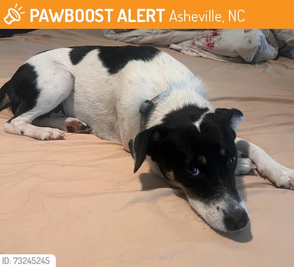 Found/Stray Female Dog last seen AB Tech Candler, Asheville, NC 28806