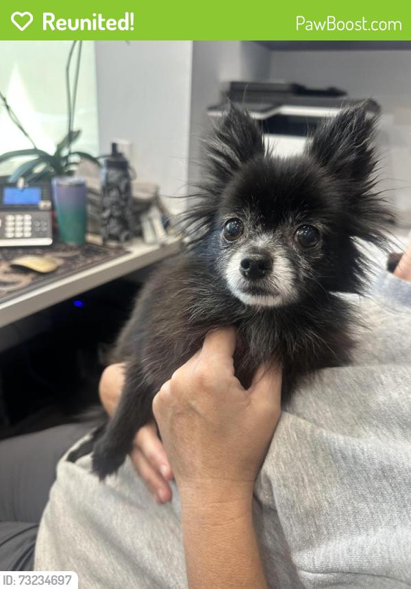 Reunited Female Dog last seen Woodforest, Montgomery County, TX 77316