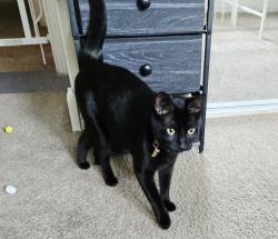 Reunited Male Cat last seen Mission, Escondido, CA 92027