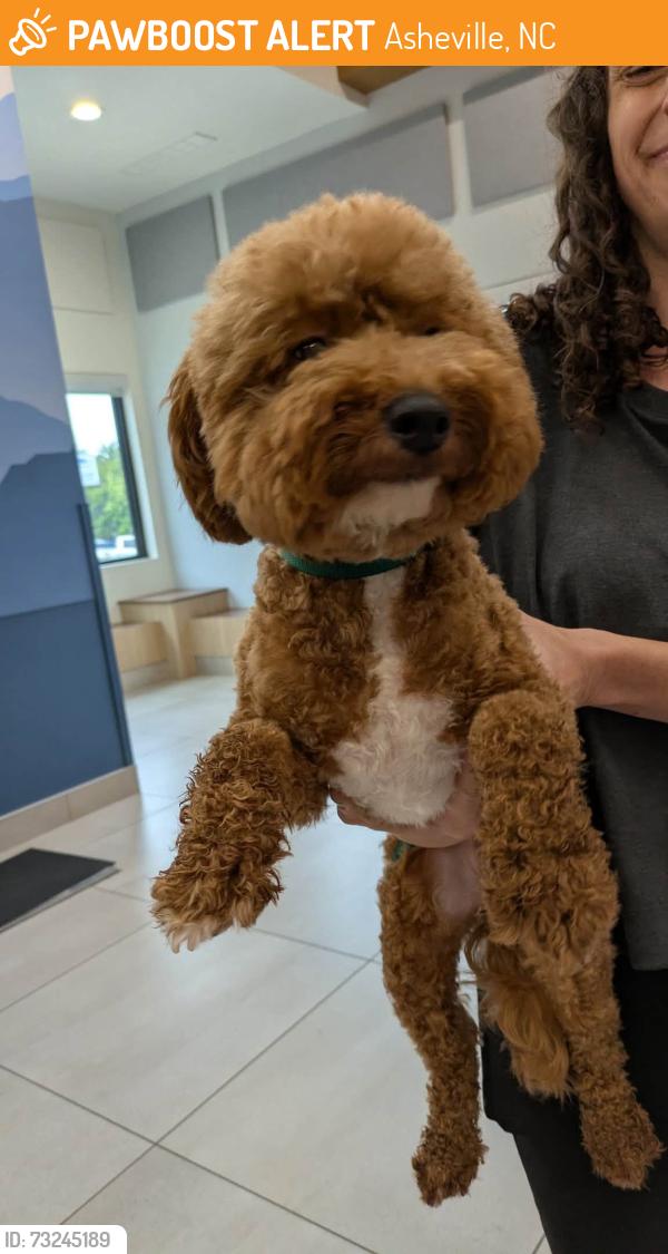 Found/Stray Female Dog last seen Springside rd, asheville, Asheville, NC 28803