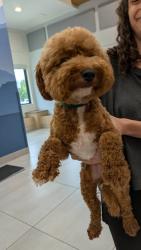 Found/Stray Female Dog last seen Springside rd, asheville, Asheville, NC 28803