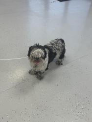 Found/Stray Unknown Dog last seen 4th street, Albuquerque, NM 87107