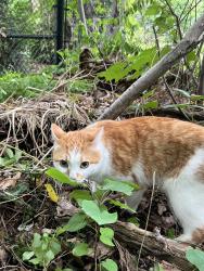 Found/Stray Unknown Cat last seen Mary Fix Park, Mississauga, ON L5G 0A2