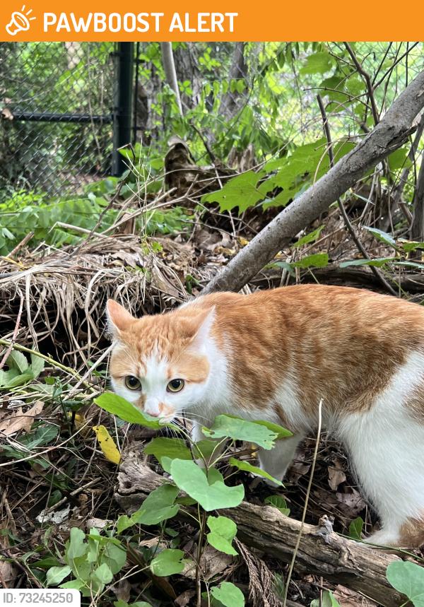 Found/Stray Unknown Cat last seen Mary Fix Park, Mississauga, ON L5G 0A2
