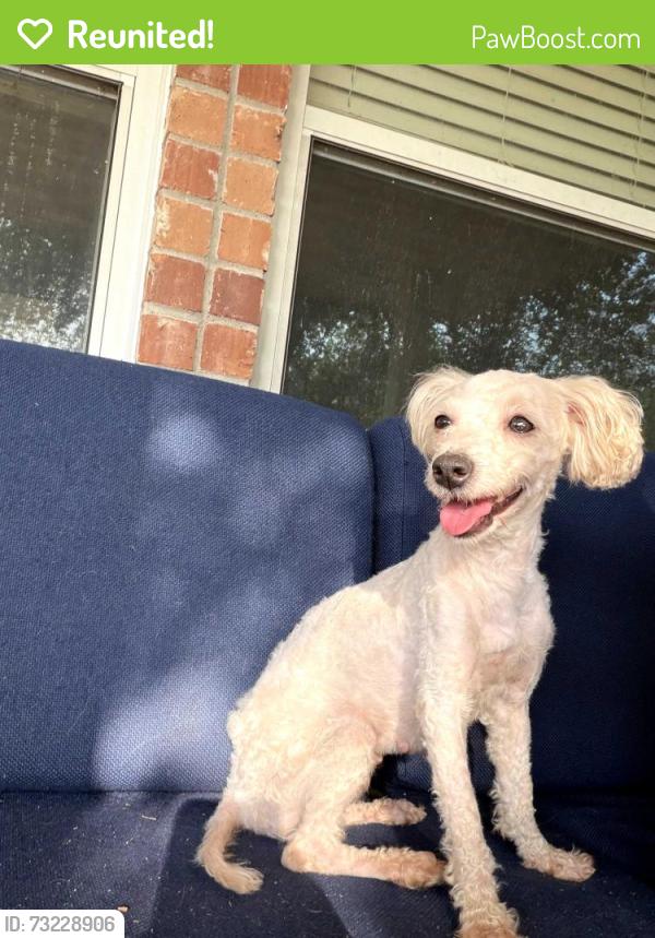 Reunited Female Dog last seen Alsace Dr, Denton, TX 76226