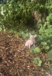 Lost Male Dog last seen Between hilcrest and west dr, Mobile, AL 36608