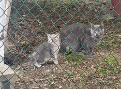 Found/Stray Female Cat last seen East linden ave, Lindenwold, NJ 08021