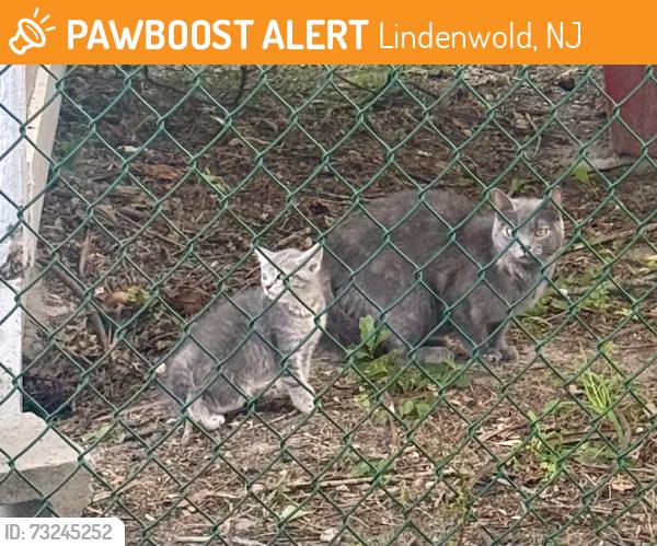 Found/Stray Female Cat last seen East linden ave, Lindenwold, NJ 08021