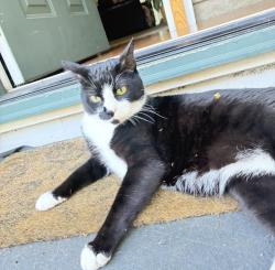 Lost Male Cat last seen Near Yelm Hwy SE, Olympia, WA 98501