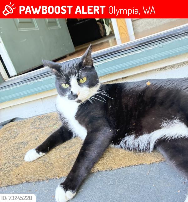 Lost Male Cat last seen Near Yelm Hwy SE, Olympia, WA 98501