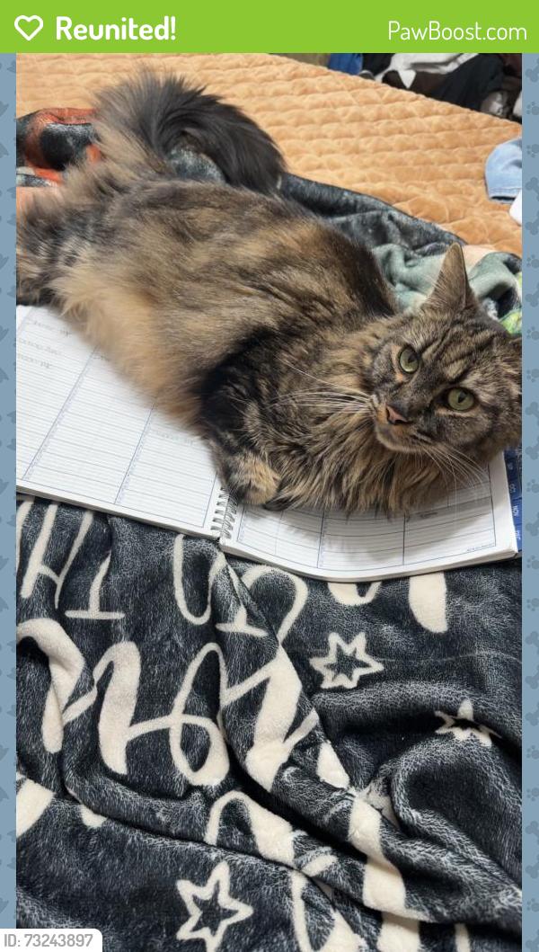Reunited Male Cat last seen Near Canter Ln, Hope Mills, NC 28348, USA, Hope Mills, NC 28348