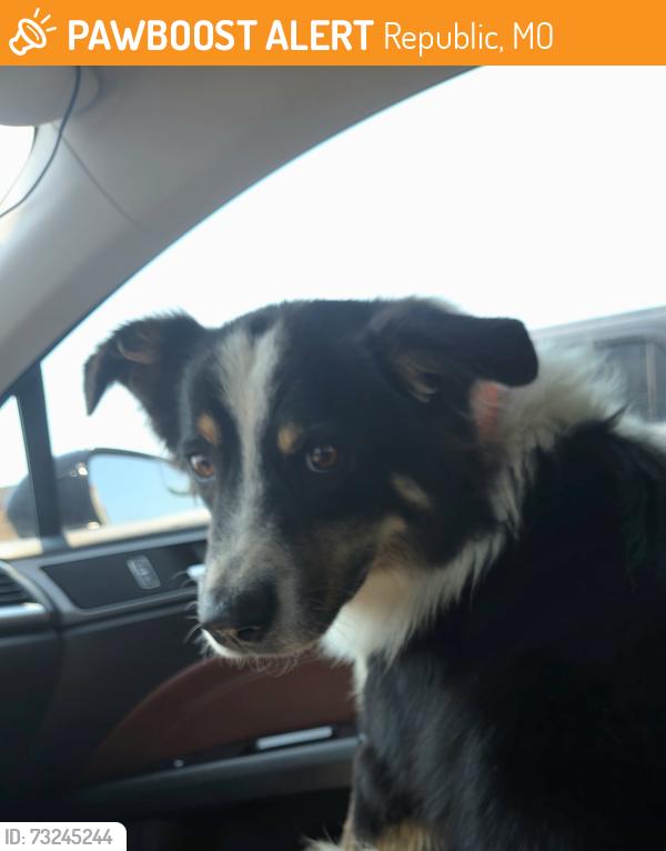 Found/Stray Male Dog last seen E Sawyer rd and N Drury lane Republic MO, Republic, MO 65619