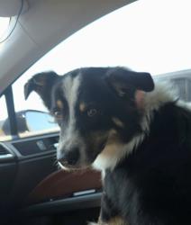 Found/Stray Male Dog last seen E Sawyer rd and N Drury lane Republic MO, Republic, MO 65619