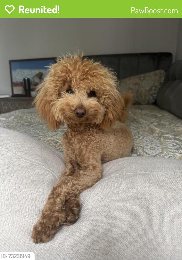 Reunited Male Dog last seen Donahue St near the Hime Depot/ IKEA, East Palo Alto, CA 94303