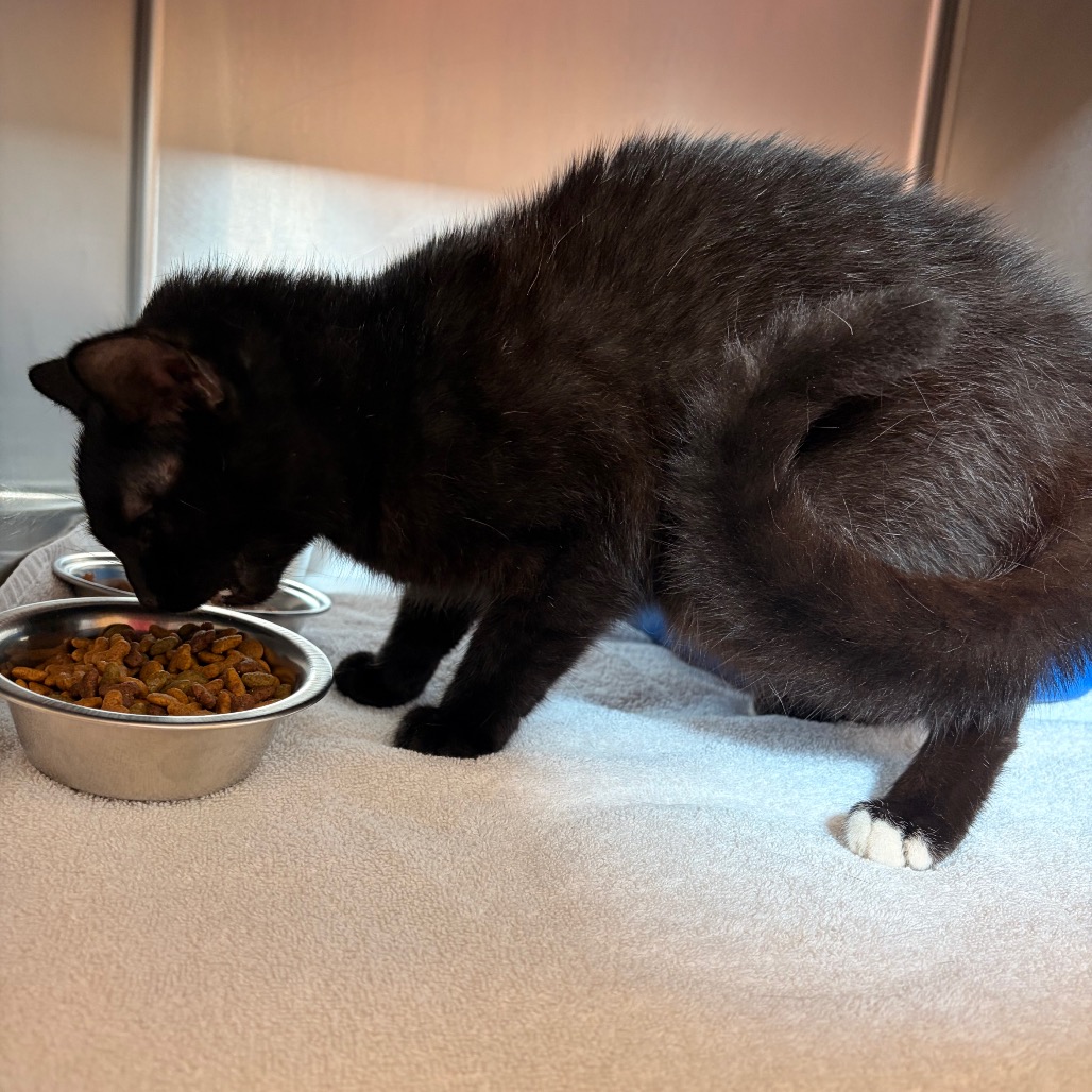 Shelter Stray Male Cat last seen , 54687 Co Rd 19, Bristol, IN 46507, USA