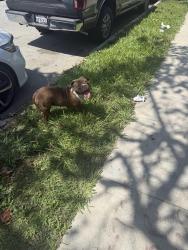 Found/Stray Female Dog last seen 57th and 3rd Avenue near Van Ness Park, Los Angeles, CA 90043