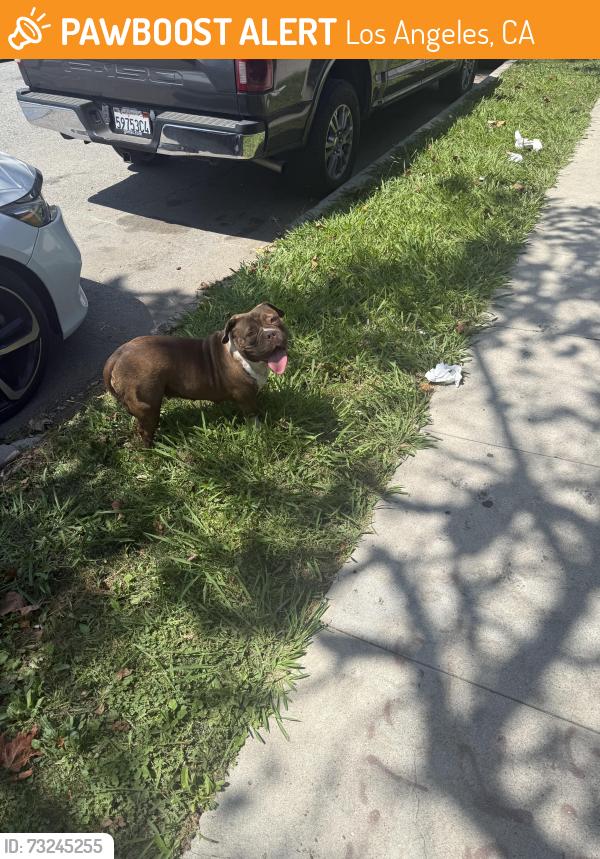 Found/Stray Female Dog last seen 57th and 3rd Avenue near Van Ness Park, Los Angeles, CA 90043