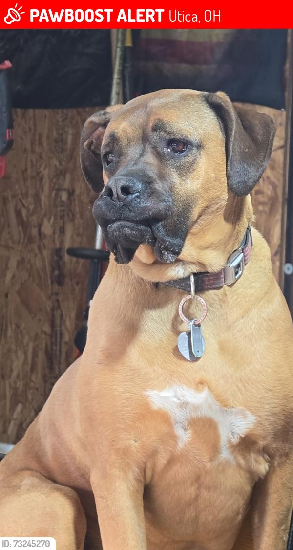 Lost Female Dog last seen Gracepoint church, Utica, OH 43080
