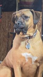 Lost Female Dog last seen Gracepoint church, Utica, OH 43080