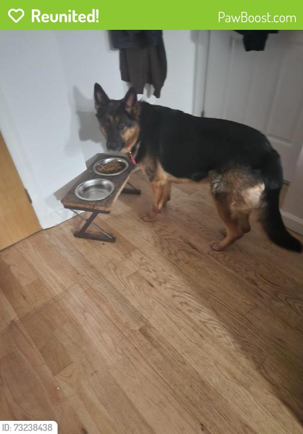 Reunited Female Dog last seen Near Liberty Ave, Brooklyn, NY 11207, USA, Brooklyn, NY 11207