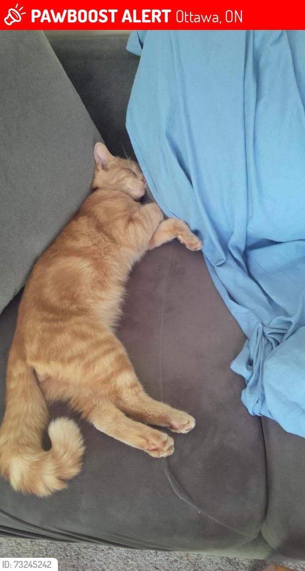 Lost Male Cat last seen Nanaimo Drive, Ottawa, ON 