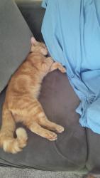 Lost Male Cat last seen Nanaimo Drive, Ottawa, ON 